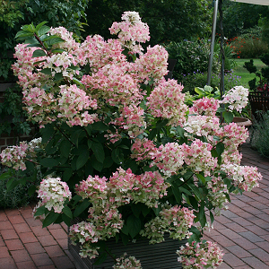 Hydrangea Paniculata